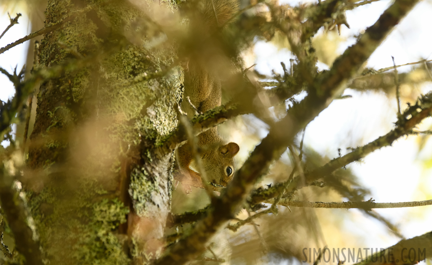 Tamiasciurus hudsonicus [400 mm, 1/200 sec at f / 8.0, ISO 1600]